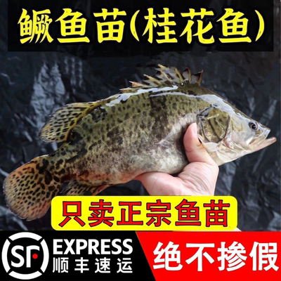正宗鳜鱼苗桂花鱼苗淡水养殖
