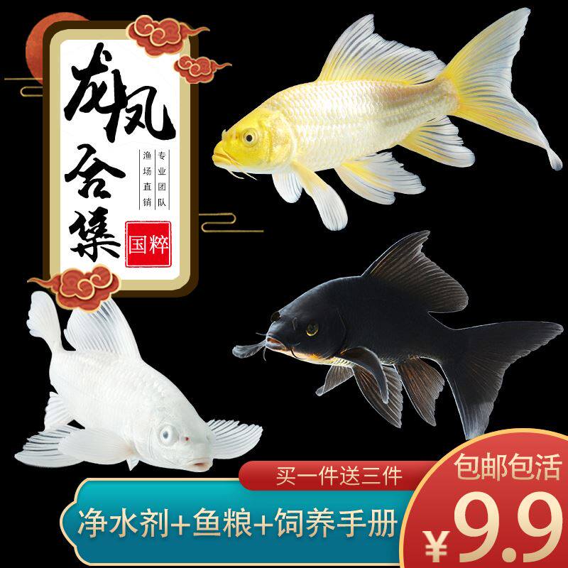 观赏鱼龙凤锦鲤活鱼活体淡水冷水好养易活招财小型金鱼长尾蝴蝶鲤使用感如何?