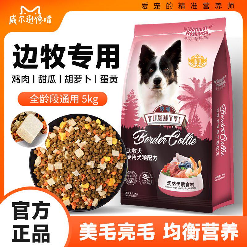 威尔逊馋嘴边境牧羊犬专
