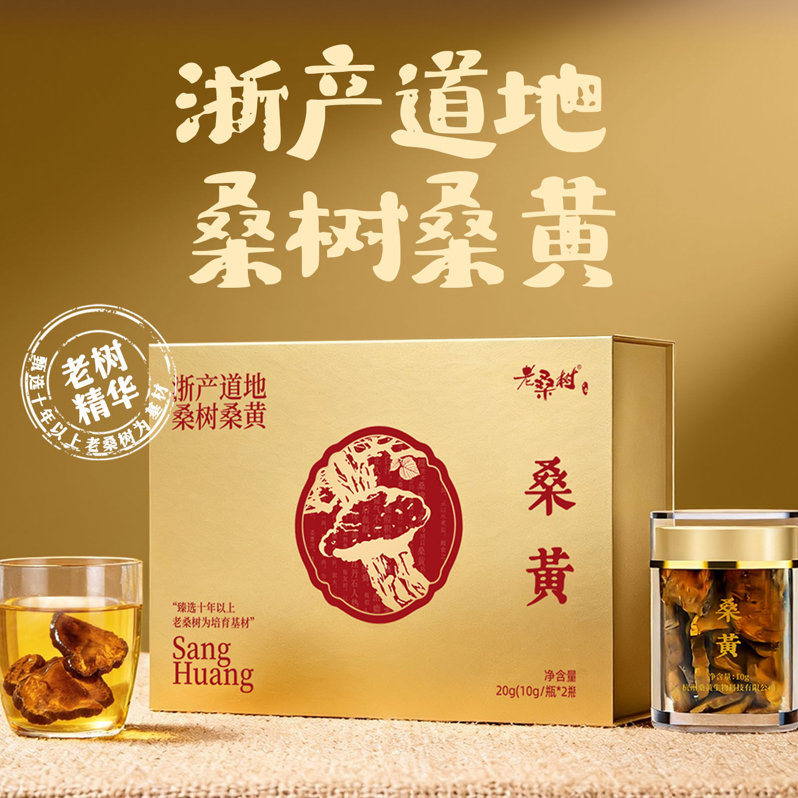 老桑树桑黄道地产区仿野生桑黄高品质日养集