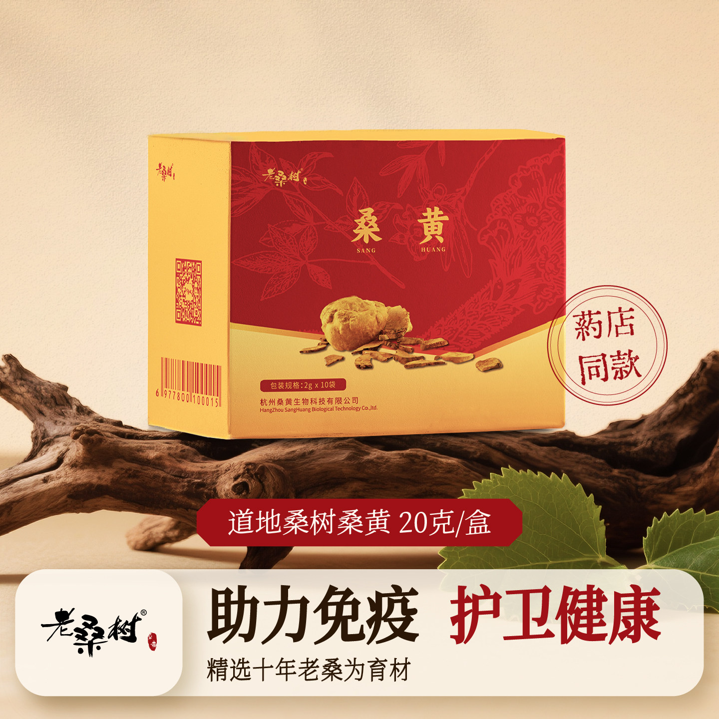 桑树桑黄非灵芝非西藏