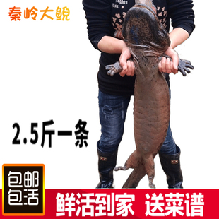 娃娃鱼鲜活食用大鲵观赏鱼苗水产海鲜营养滋补餐汤包活到家 2.5斤