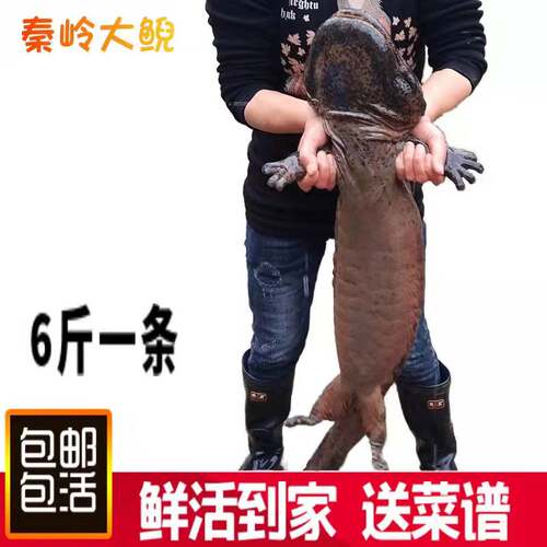 6斤一条养殖厂直供娃娃鱼鲜活食用活鱼大鲵宠物苗水产淡水鱼包活