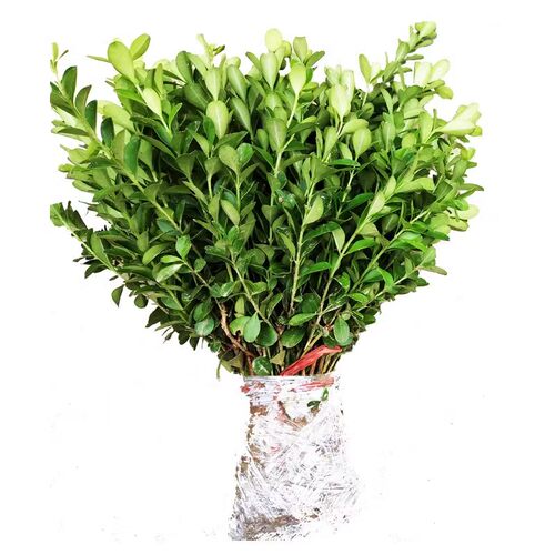 瓜子黄杨冬青树苗篱笆围墙植物