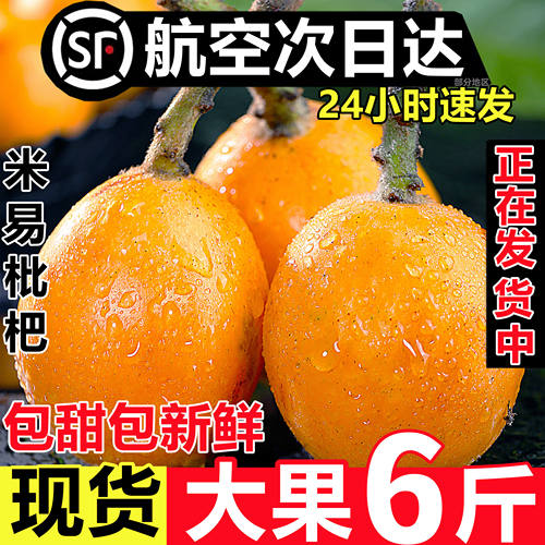 大五星枇杷【24小时速发】现货
