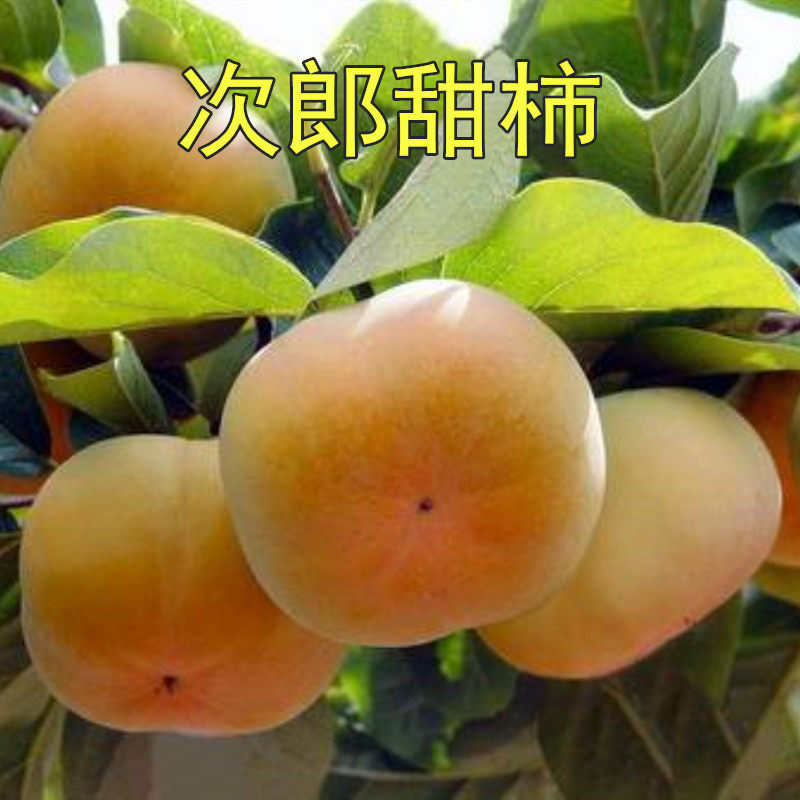 柿子木树苗价格 柿子木树苗图片 星期三