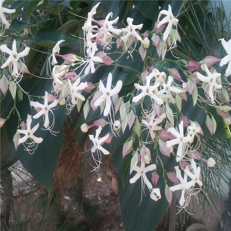 现货供应工程绿化苗海州常山又名臭梧桐树一级海州常山树苗梧桐树