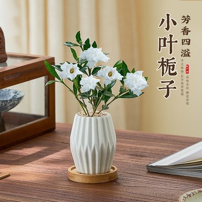 小叶栀子花盆栽花卉室内客厅绿植办公室桌面摆件四季好养开花植物