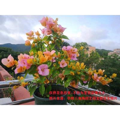 勤花金发女郎变j色龙三角梅爬藤植物盆栽带花盆客厅庭院四季开花