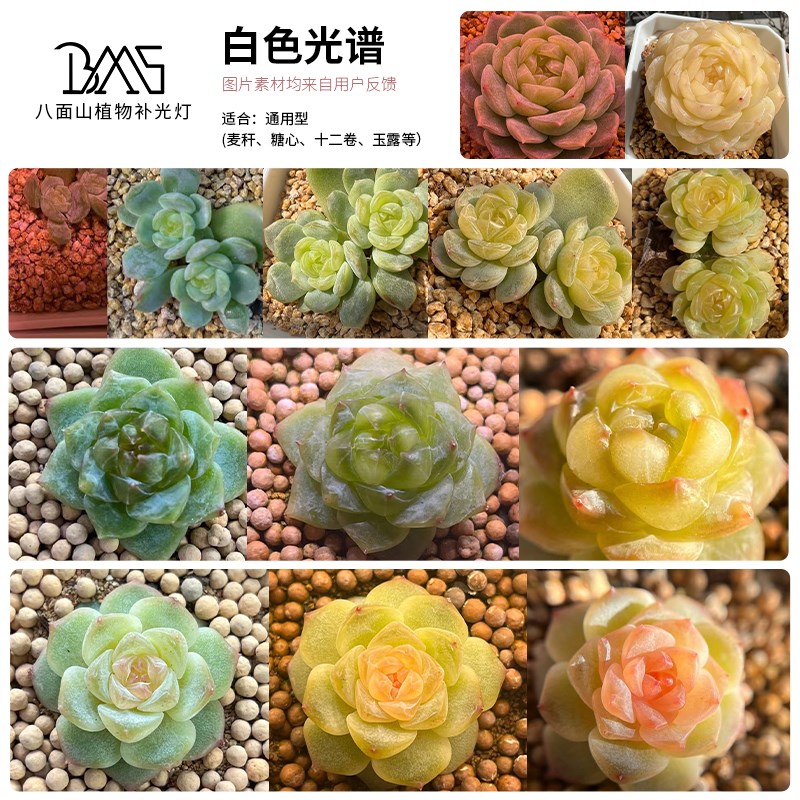 多肉补光灯室内全光谱植q物生长补光灯6排多肉灯家用上色防徒pro