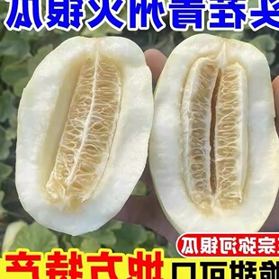 正宗地方特产青州火银瓜新鲜当季奶香蜜瓜弥河银瓜大关营沙地甜瓜