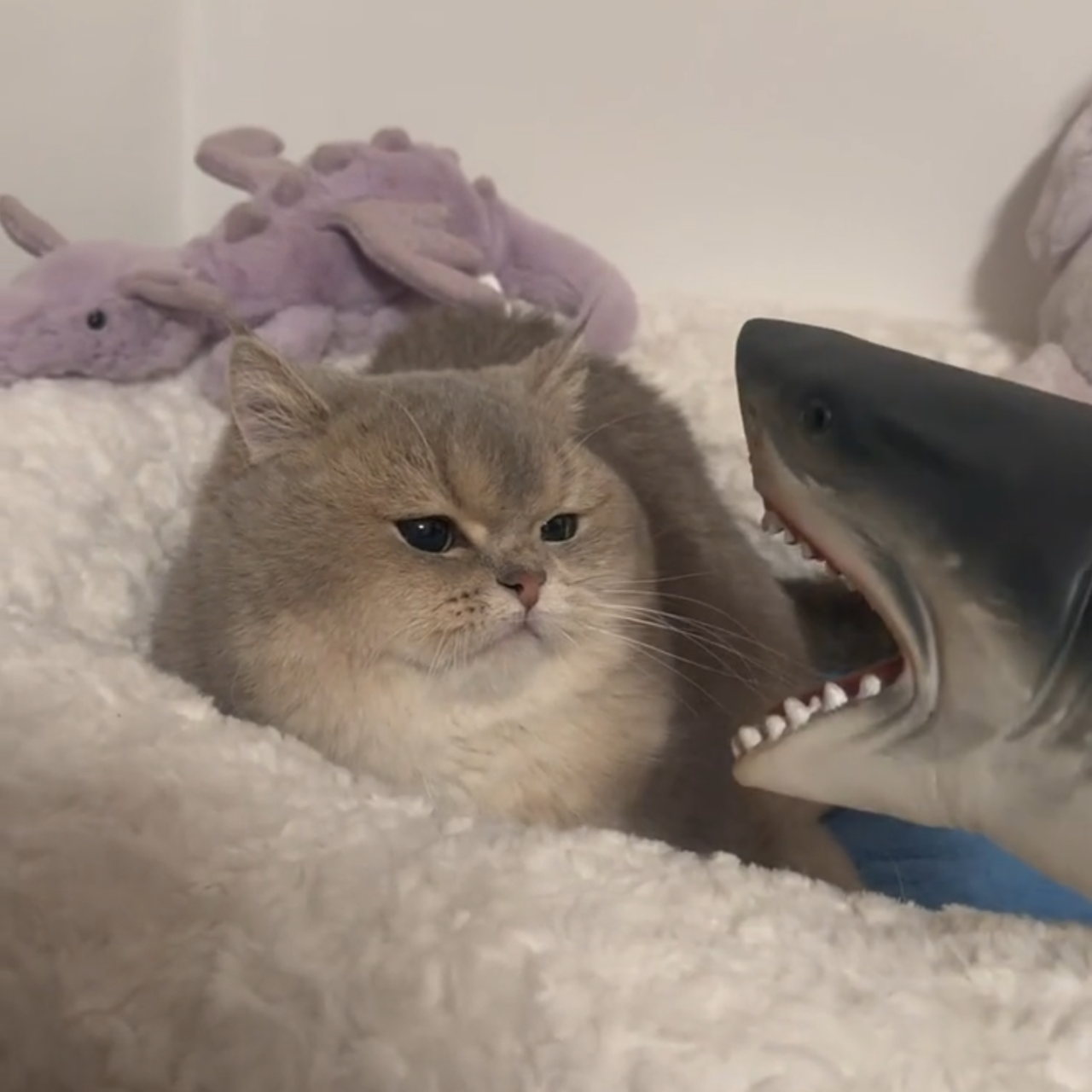 宠物狗狗猫咪互动鲨鱼玩具手偶手套软胶鲨鱼头仿真儿童动物玩具,宠物/宠物食品及用品,猫狗碗/慢食碗,淘宝优惠券,粉丝福利购,淘宝优惠卷