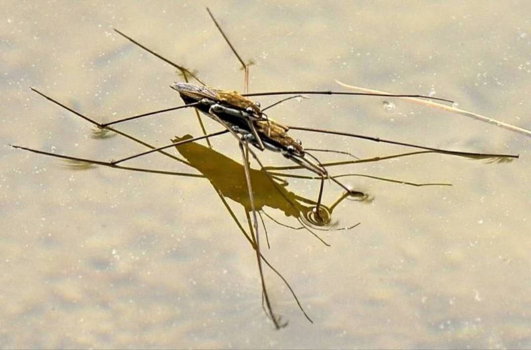 促销水黾活体,黾蝽科又名水马,水蜘蛛,水蚊子等标本原