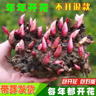 芍药花苗根块重瓣带芽大花种根花根四季 易活鲜花盆栽植物绿植花卉