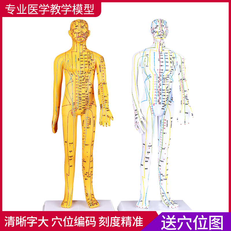 医学针灸穴位人体模型全身家用十二经络图可扎针灸