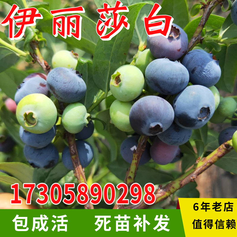 伊丽莎白蓝莓果苗南北方室内阳台四季盆栽种植苗庭院地栽当年结果
