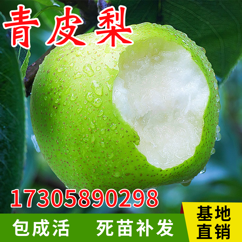 青皮梨树苗南北方特大庭院地栽嫁接阳台盆栽果树活苗种植当年结果