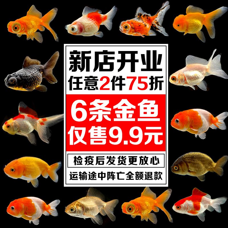金鱼活体淡水小型好养耐活兰寿锦鲤清道夫冷水冬天不加温观赏鱼苗