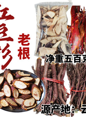红豆杉树根富含紫杉醇养生中药材