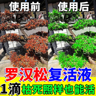 罗汉松复活液绿植物专用强力生根药水枯树黄叶死苗一喷绿营养肥剂