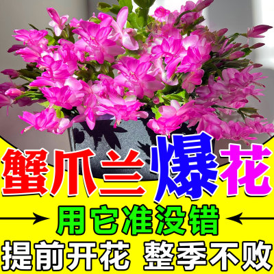 蟹爪兰开花肥次次开爆花