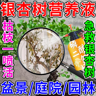 银杏树营养液磷酸二氢钾肥移栽生根药水复活液公孙树白果树生根剂