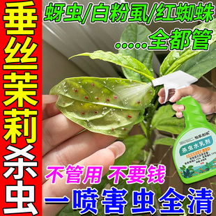 垂丝茉莉杀虫剂植物花卉盆栽红蜘蛛蚜虫蚧壳虫白粉虱专用药吡虫啉