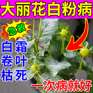 大丽花白粉病专用药营养肥卷叶灰霉根腐病一滴净杀菌剂花病康喷雾