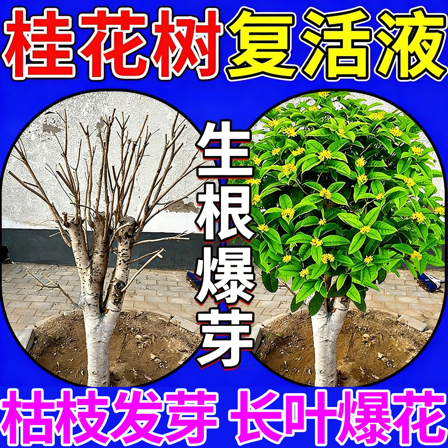 桂花树复活液当晚回春枯枝爆芽