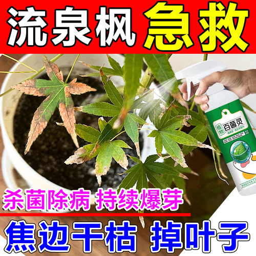 流泉枫营养液杀菌增绿促长