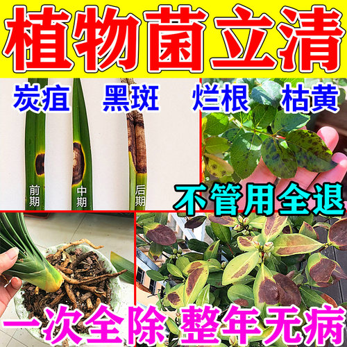 植物菌立清杀菌剂茶花月季黑斑炭疽病专用根腐快克花卉绿植通用