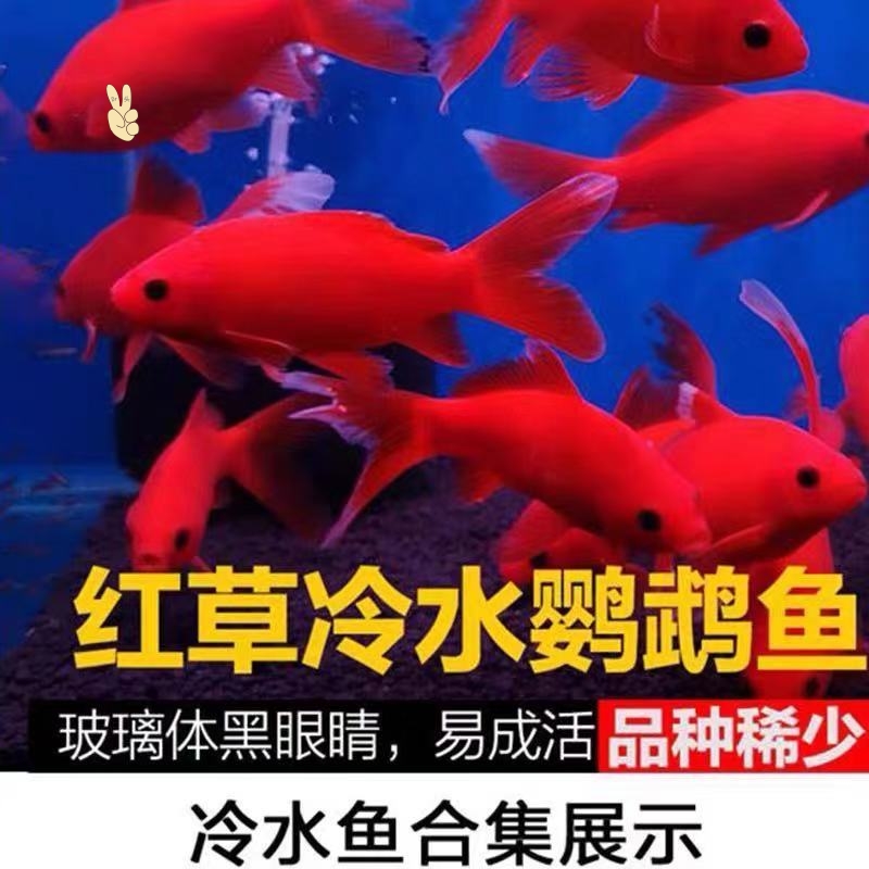 观赏鱼冷水血鹦鹉锦鲤鱼金鱼发财鱼葡萄眼黑眼草金红草金活体 观赏鱼冷水血鹦鹉锦鲤鱼金鱼发财鱼葡萄眼黑眼草金红草金活体