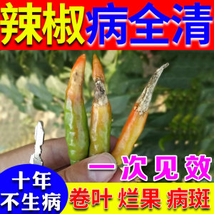 【全灭绝】辣椒卷叶病毒病专用药