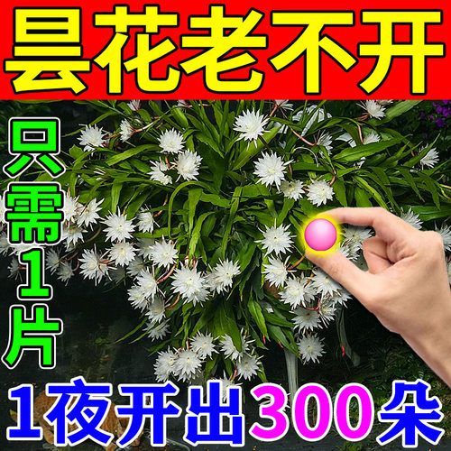 昙花开花肥用一片催芽爆花