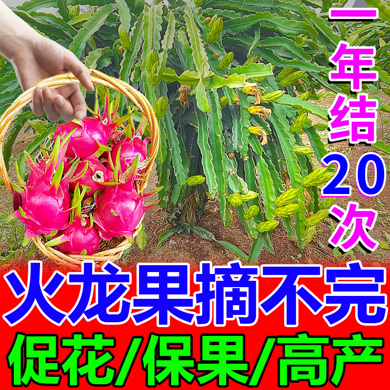 火龙果营养肥用一次=养十年