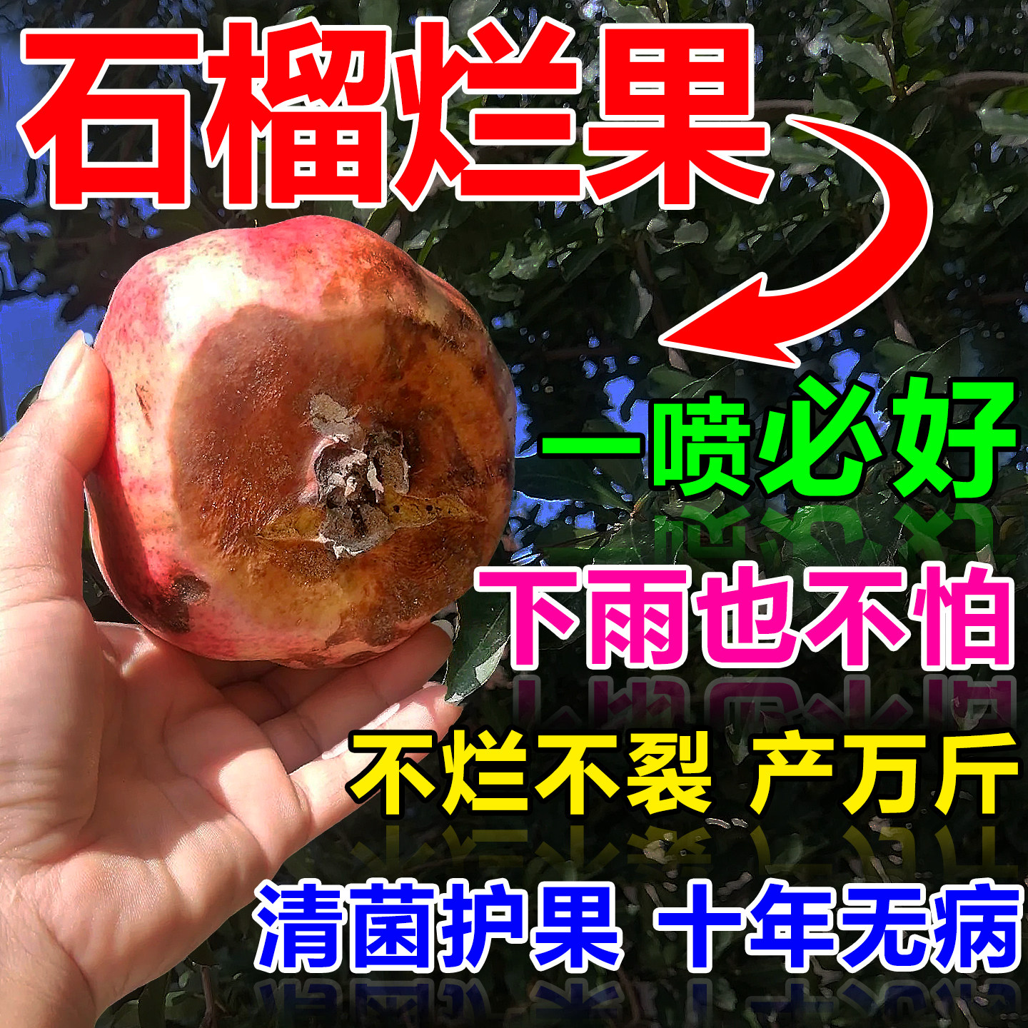 石榴烂果果树专用杀菌剂保花保果防落裂防干腐生根坐果灵营养液