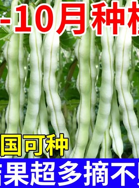 特级九粒白芸豆种子四季豆架豆王