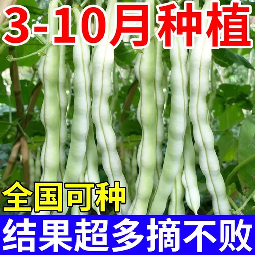 特级九粒白芸豆种子四季豆架豆王