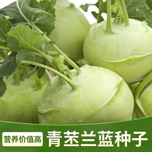 天津青苤蓝种子生吃水果绿苤蓝四季春秋栽培球茎甘蓝种子蔬菜种子