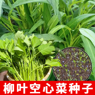 柳叶空心菜种子白梗空心菜小叶青菜种籽阳台盆栽大田四季蔬菜种子