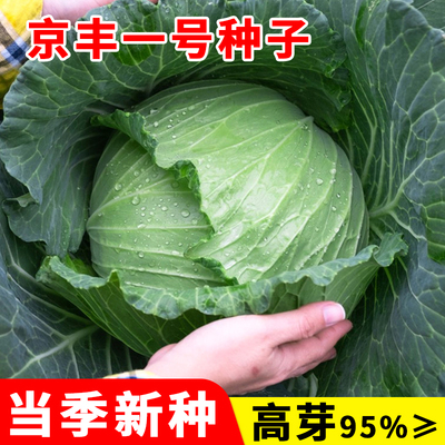 京丰一号甘蓝种籽高产秋播
