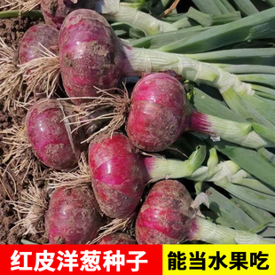 红皮洋葱种子皮牙子春秋季四季葱种阳台盆栽洋葱种籽蔬菜种孑大全