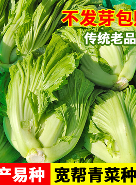 【四川宽帮青菜种子】腌渍泡菜酸菜腌菜中熟大叶秋播稳产蔬菜种子