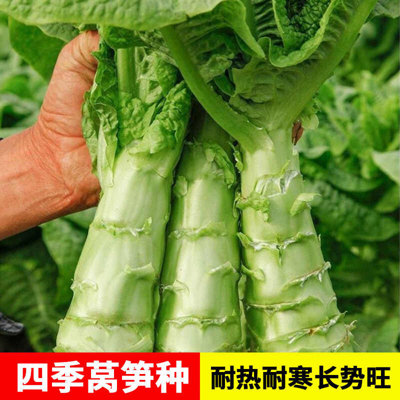 四季莴笋种子青皮绿肉香莴笋种子高产耐热耐寒春秋冬季播蔬菜种籽,农用物资,蔬菜种子/种苗,淘宝优惠券,粉丝福利购,淘宝优惠卷