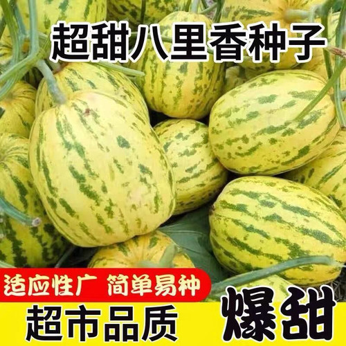 八里香甜瓜种子籽中早熟水果蔬菜瓜果香味蜜瓜小院家庭种植春夏季
