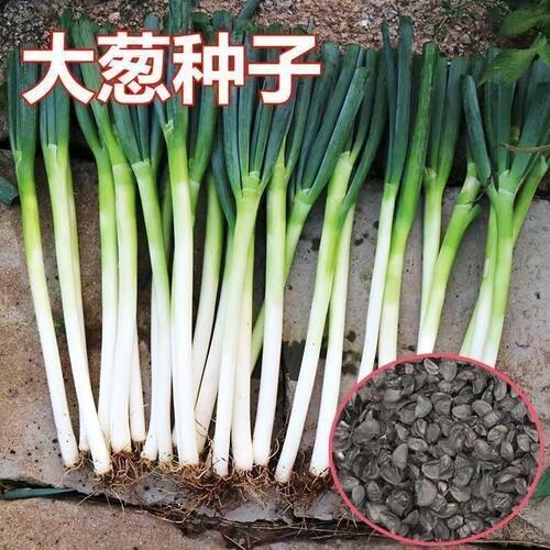 26年新种章丘铁杆大葱种子