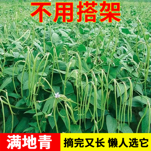 摘不败无架长豆角种子不用搭架子的长豆角长豇豆蔬菜种籽春秋播种