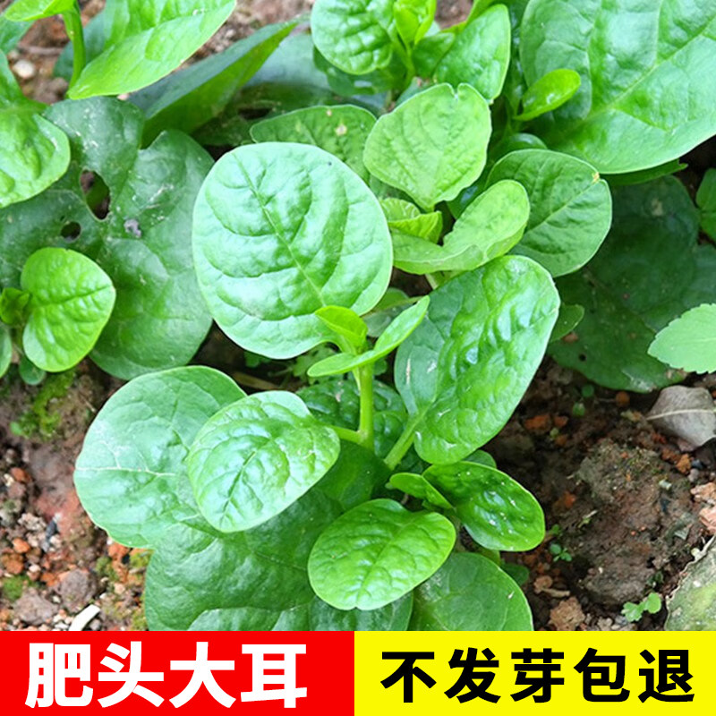 大叶木耳菜种子蔬菜种籽春夏秋季阳台盆栽菜种豆腐菜种籽农家野菜