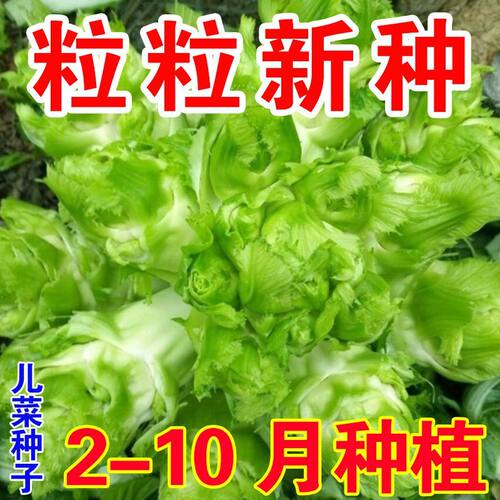耐寒耐热易种植正宗四川儿菜