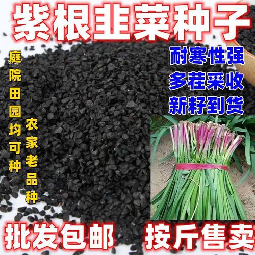 紫根韭菜种子批发按斤宽叶韭菜